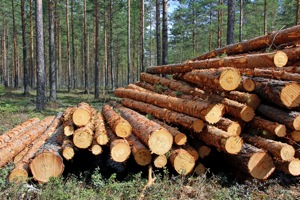 Wood Gasification Efforts From the Wood Power Energy Corporation Image